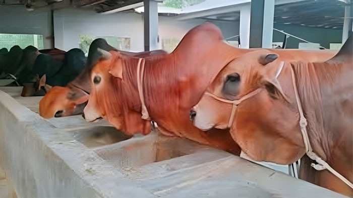 কুরবানি চামড়ার সর্বনিম্ন দাম ১১৫০ এবং ঢাকায় ১৩৫০ টাকা নির্ধারণ