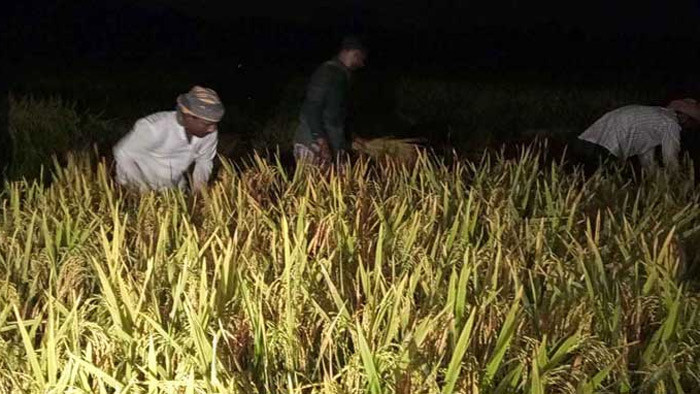 তীব্র দাবদাহ: চাঁদের আলোয় ধান কাটছেন চাষিরা