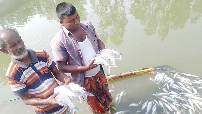 লালমনিরহাটে শত্রুতার জেরে পুকুরে বিষ প্রয়োগে মৎস্য নিধোনের অভিযোগ