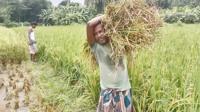 নওগাঁর বদলগাছীতে আউশ ধান কাটায় ব্যস্ত কৃষকরা, বাম্পার ফলনের আশা