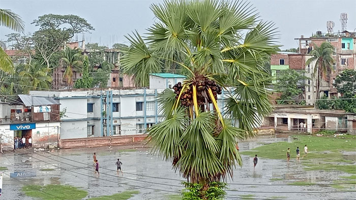 বরিশালে বিলুপ্তির পথে বজ্রপাত প্রতিরোধক ও প্রকৃতির বন্ধু তালগাছ !