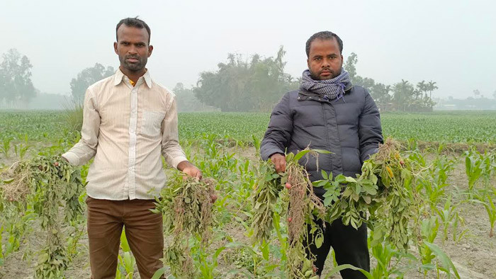 কালীগঞ্জে প্রতিবন্ধি পরিবারের ফসলি জমি নষ্ট করার অভিযোগ