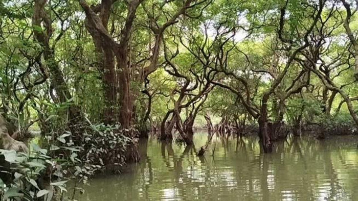 সিলেটের গোয়াইনঘাট রাতারগুল হারাচ্ছে পর্যটন আকর্ষণ : কমছে পর্যটক
