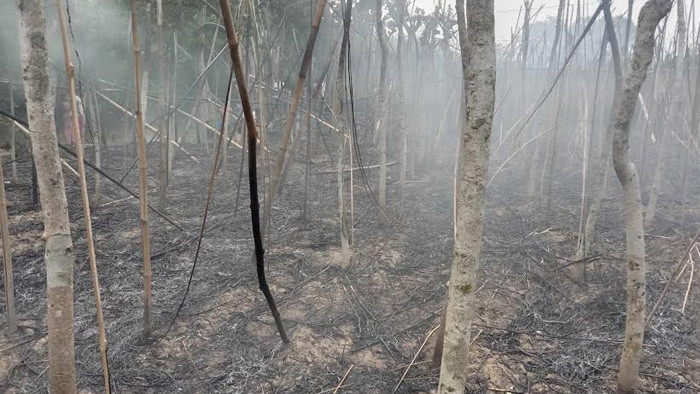 বড়াইগ্রামে ৫০বিঘা জমির পান পুড়ে ছাই, ক্ষতি ৩কোটি টাকা