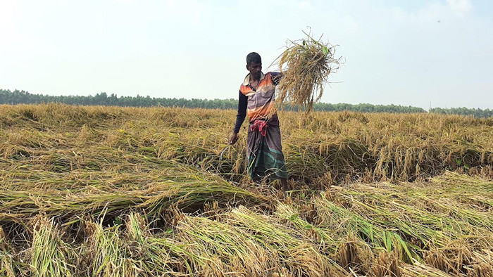 আমনের বাম্পার ফলনে কৃষকের মুখে হাসির ঝিলিক