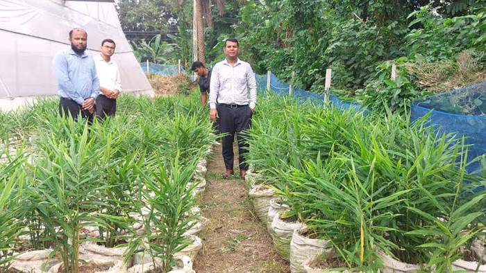 আক্কেলপুরে বস্তায় আদা চাষ