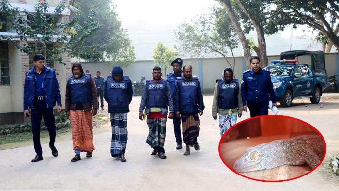 কুড়িগ্রামের কচাকাটায় বিলুপ্তপ্রায় ০৩টি তক্ষক উদ্ধার, গ্রেফতার ০৫