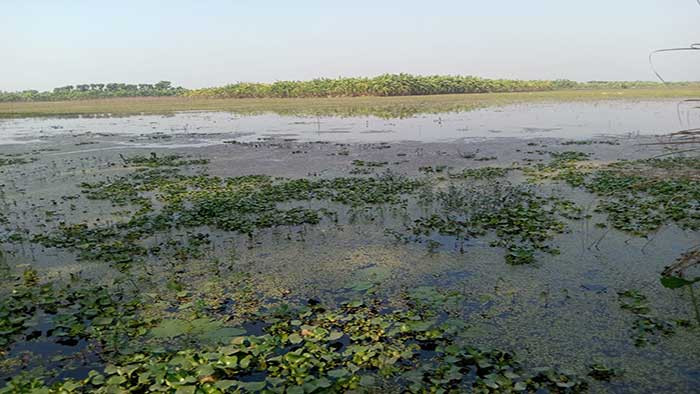 লালপুরের অপরিকল্পিত পুকুর খননে ১০ হাজার বিঘা জমিতে জলবদ্ধতা সৃষ্টি