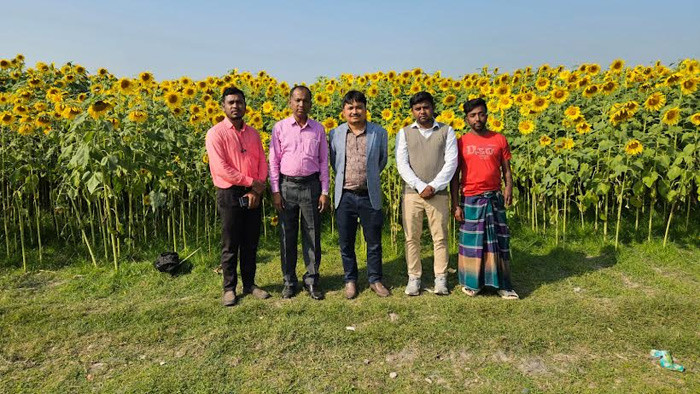 বিজয়নগরে পতিত জমিতে সূর্যমুখীর হাসি