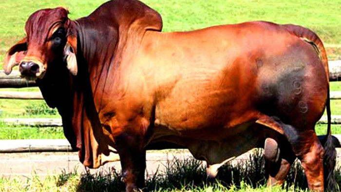 কৃত্রিমভাবে মোটাতাজা করা গরু চিনবেন যেভাবে কৃত্রিমভাবে মোটাতাজা করা গরু চিনবেন যেভাবে