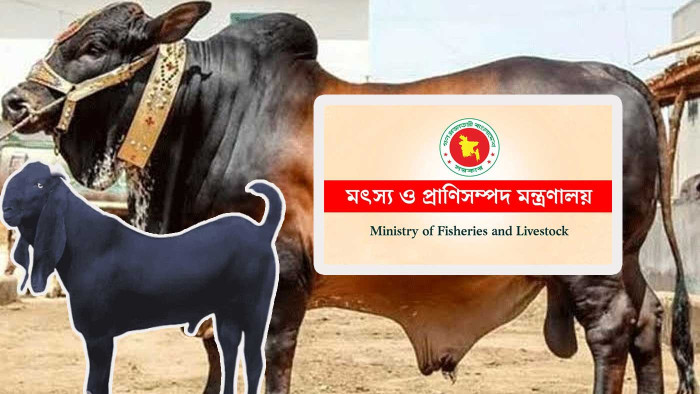 ঈদুল আজহায় কোরবানি হয়েছে প্রায় ৯২ লাখ পশু