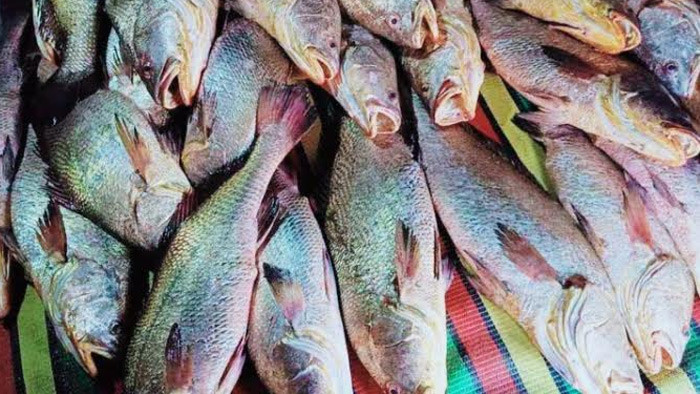 সাগরে ধরা পড়া ১৫৯টি কালো পোপা ৩০ লাখ টাকায় বিক্রি