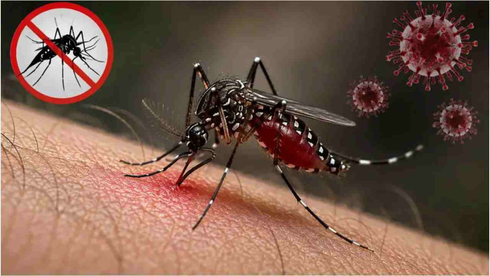 ২৪ ঘণ্টায় ডেঙ্গুতে ৫ মৃত্যু, হাসপাতালে ভর্তি ১,৪৮৪