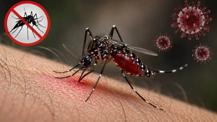 ডেঙ্গুতে আরও ৬ প্রাণহানি, হাসপাতালে ২,১৫৮ রোগী