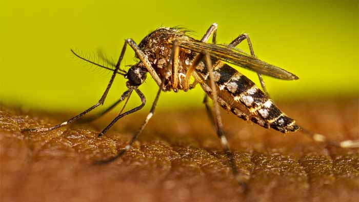 গত ২৪ ঘণ্টায় ডেঙ্গুতে আরও ৯ জনের মৃত্যু