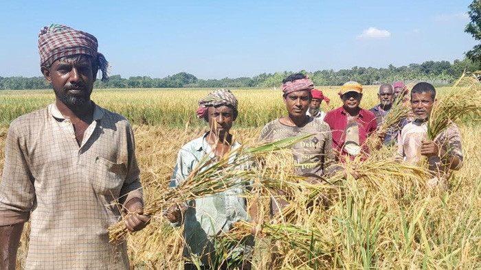বড়াইগ্রামে নুয়ে পড়া ধান কাটতে শ্রমিকের অভাব