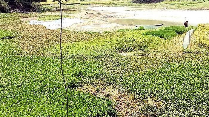 ফরিদপুরের চরভদ্রাসনে মাটি কাটার দায়ে যুবককে জরিমানা