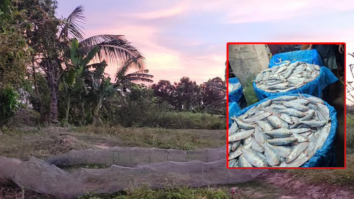 ফরিদপুরে পদ্মার চরাঞ্চলে চলছে চায়না দোয়ারী মাছ ধরা