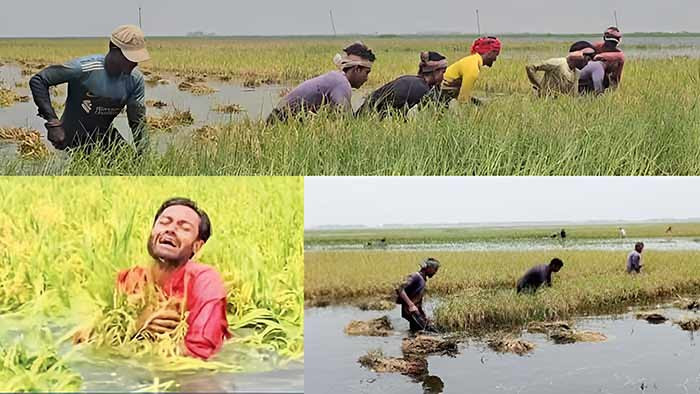 বৃষ্টি ও উজান থেকে আসা পাহাড়ি ঢলে বোরো ধানের ব্যাপক ক্ষতি: দিশেহারা কৃষক