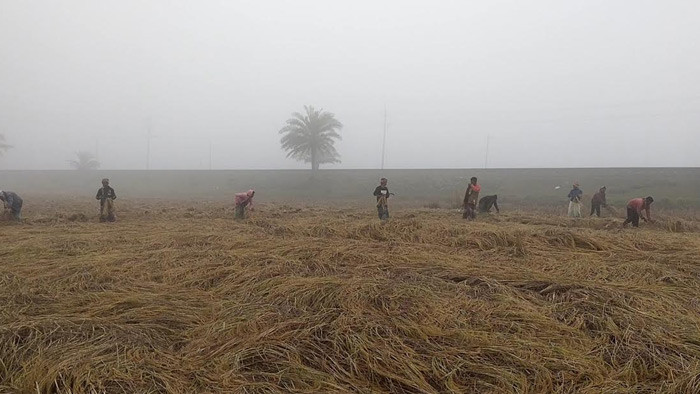 ফুলবাড়ীতে বেড়েই চলছে শীত ও কুয়াশার তিব্রতা, বিপাকে খেটে খাওয়া মানুষ