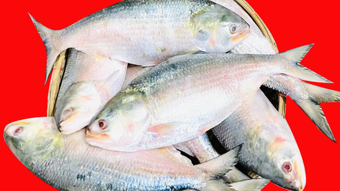 ইলিশ নিষেধাজ্ঞা আজ রাতে শেষ হচ্ছে, মধ্যরাত থেকে শিকারে নামবে জেলেরা