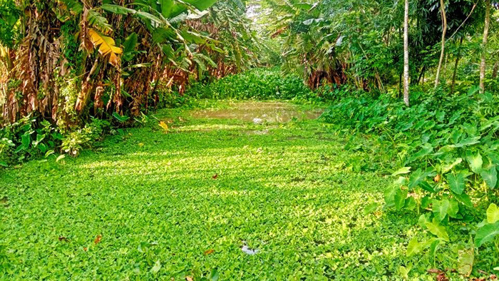 পানি প্রবাহ বন্ধে নদীতে কচুরিপানা জন্ম জমির ফসল উৎপাদন ব্যাহত