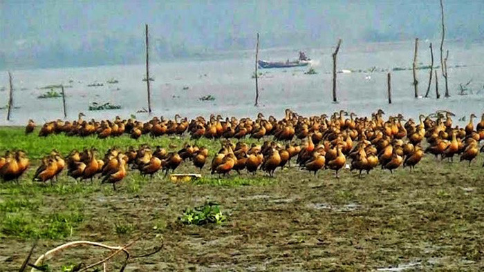 কাঁঠালিয়ার বিষখালী নদীর চরে অতিথি পাখির অভয়াশ্রম