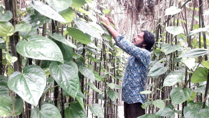 কালীগঞ্জে পান চাষে ভাগ্য বদলের স্বপ্ন দেখছেন কৃষক জহুরুল মিয়া