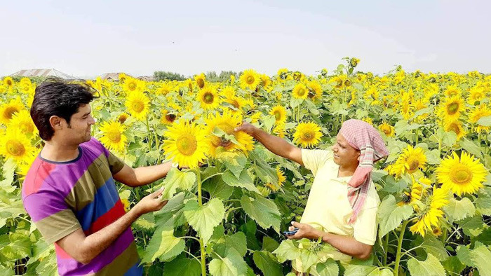উলিপুর চরাঞ্চলে সূর্যমুখী চাষে ব্যাপক সাফল্যের সম্ভাবনা তিন বন্ধুর