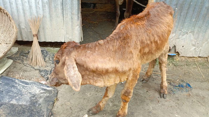 লালমনিরহাটে সর্বত্রই গরুর ‘লাম্পি স্কিন’ রোগ, আতঙ্কে খামারিরা