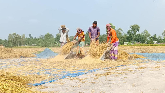 আমন ধান ঘরে তুলতে ব্যস্ত সময় পার করছেন তিস্তা চরের কৃষকরা