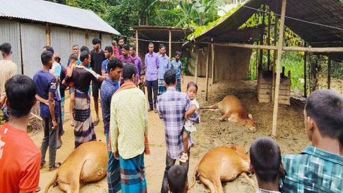 মহালছড়িতে বিদ্যুতের তার ছিঁড়ে তিন গরুর মৃত্যু