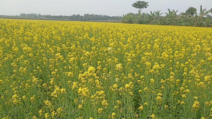 লালপুরে ৬৫০ হেক্টর জমিতে সরিষা চাষ দ্বিগুণ লাভের আশায় চাষীরা