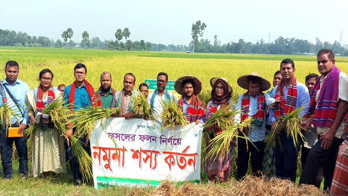 আক্কেলপুরে ফসলের ফলন নির্ণয়ের জন্য নমুনা শস্য কর্তন