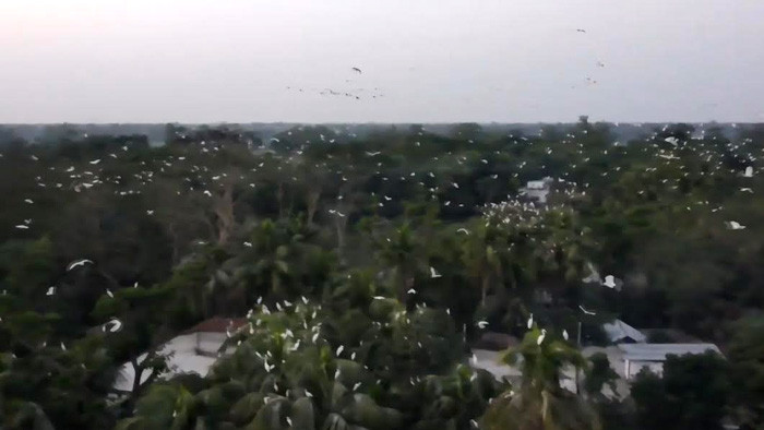 এক বাড়িতে শত বছর বিচরণ করছে রহস্য পাখি
