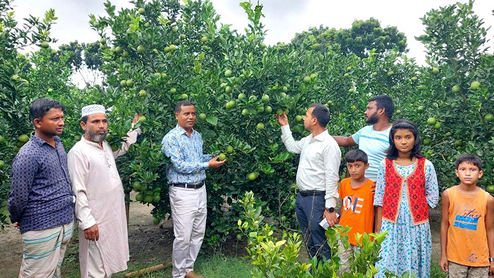 রাণীশংকৈলে মাল্টা চাষে জাহাঙ্গীরের অবিশ্বাস্য চমক