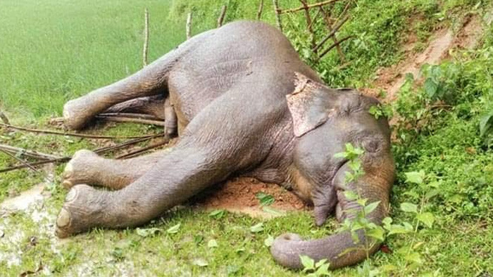 গারো পাহাড়ে আবার হাতির মরদেহ উদ্ধার : হত্যার দাবি পরবিশেবাদীদের