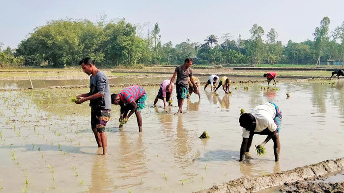 সুন্দরগঞ্জে বোরো চারা রোপনে দিনমজুর সংকট