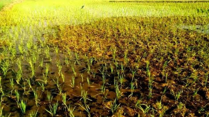 সিলেটে বোরো ধান আবাদে ব্যস্ত সময় কাটাচ্ছেন কৃষকেরা