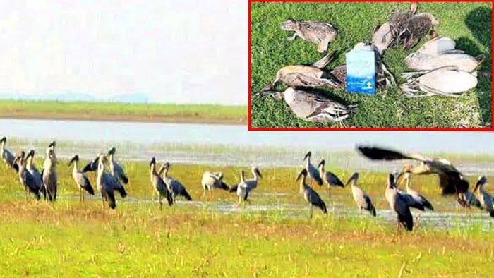 সিলেটের হাকালুকি হাওর বিলে কমছে অতিথি পাখি, পর্যটকরা হতাশ