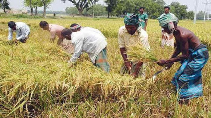 সিলেটে উত্তোলন হচ্ছে অগ্রায়ণের ধান, চারিদিকে ধানের মৌ-মৌ গন্ধ