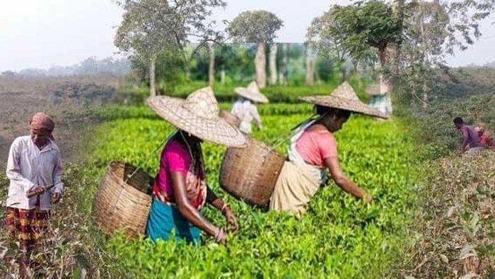 সিলেটের চা বাগান গুলো প্রুনিং পদ্ধতি শুরু