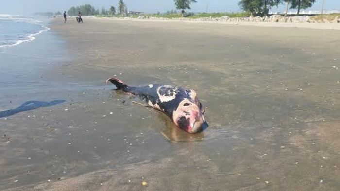 টেকনাফ সৈকতে পাঁচ ফুট লম্বা মৃত ডলফিল