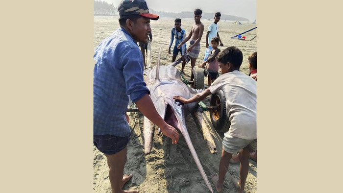 বঙ্গোপসাগরে ধরা পড়ল বিশাল আকারের 'তলোয়ার মাছ'
