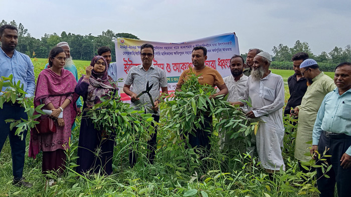 মান্দায় বিভিন্ন গণমাধ্যমে সংবাদ প্রকাশের পর নার্সারিতে ইউক্যালিপটাসের চারা নিধন