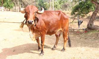 গরুর মূত্রে স্বর্ণ!